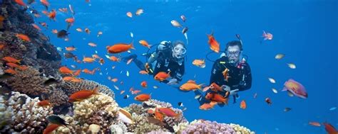 Top 6 Dive Sites In Cebu Philippines • Travel Tips