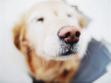 Unlike the bite of a bed bug, the sting of an ant or the bite of a spider is venomous and can cause. Can Dogs Carry Bed Bugs And Do Bed Bugs Live On Dogs?