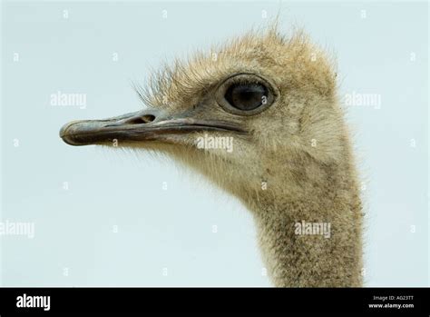 Ostrich Head In Sand Hi Res Stock Photography And Images Alamy