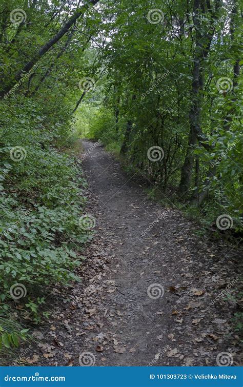 View Of Path Through Lush Green Early Autumn Forest Lulin Mountain