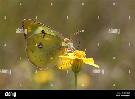 Brimstone Butterfly On A Wild Flower Stock Photo Alamy