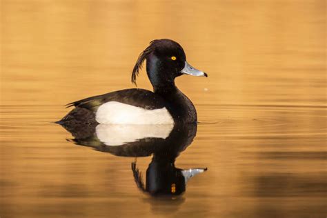 Best Tufted Duck Stock Photos Pictures And Royalty Free Images Istock