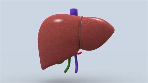 Human Liver 3d Model Cgtrader