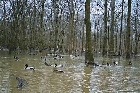 Field Reports 2023 Late Winter Habitat Update Ducks Unlimited