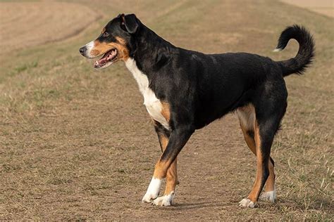 Appenzeller Sennenhund Dog Breed Information American Kennel Club