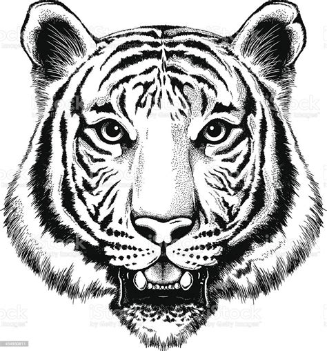 vetores de retrato de um tigre e mais imagens de tigre tigre ilustração e pintura cabeça de