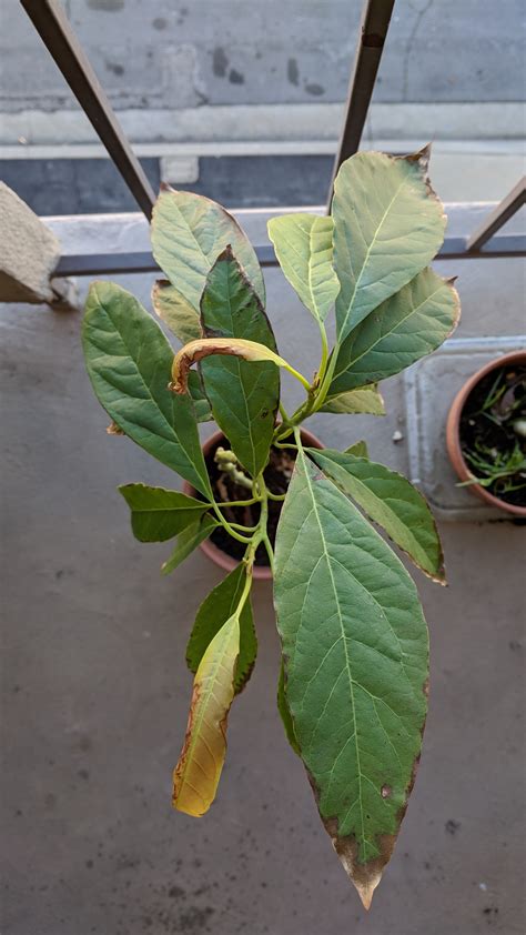 Avocado Young Avocado Trees New Leaves Wilting And Browning At Edges