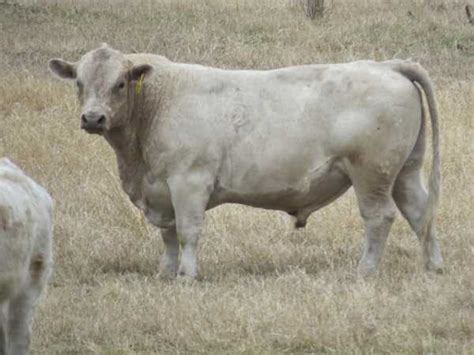 Murray Grey Cattle