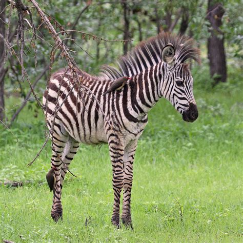 The Plural Of Hyena Things I Find Fascinating 3 Zebras