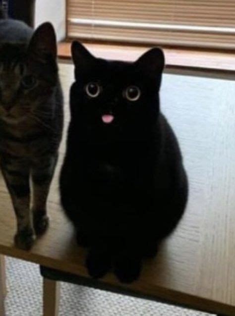 Cute Derpy Cat Derpy Cats Black Cat Pictures Cat Aesthetic