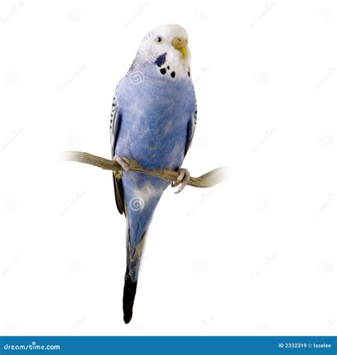 Blue And White Budgie Stock Image Image Of Shot Feathers 2332319