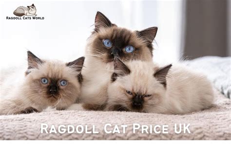 Unveiling The Cost Of Ragdoll Cats In The Uk 2024 Your Guide To