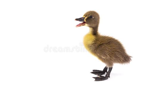 Duckling Isolated Stock Image Image Of Duckling Isolated 111534415
