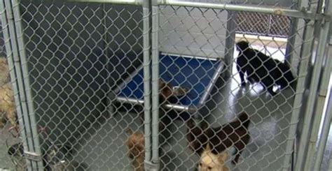 Nightmare Backyard Bust Gives Rare Glimpse Inside A Puppy Mill The Dodo