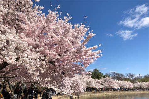 Cherry Blossom Peak Bloom Is March 20th 30th Choosedc