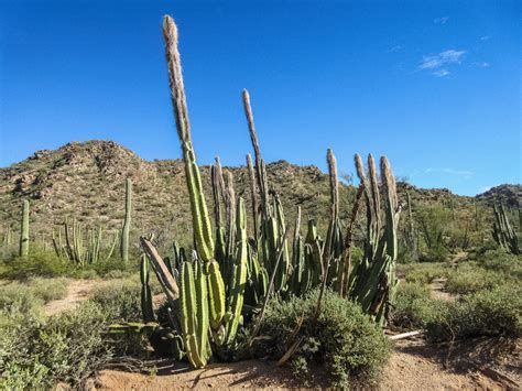 Cannundrums Senita Cactus Organ Pipe Cactus Natl Monument