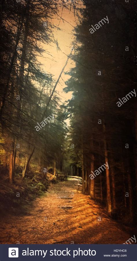 Path In The Forest Stockfoto Lizenzfreies Bild 129069478