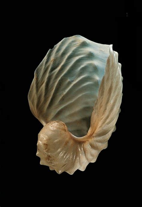 Argonauta Hians Delicate And Beautiful How Amazing Nature Is Sea