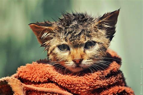 How Cats Look After Bath 18 Hilarious Photos