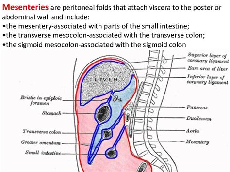 Peritoneum And The Peritoneal Cavity A Thin Membrane