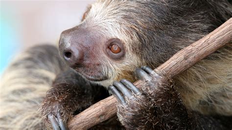 Elderly Sloths Live Out Their Golden Years At A Retirement Home In