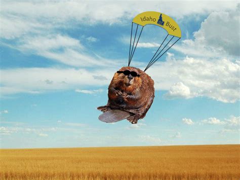 Beavers On Parachutes Smithsonian