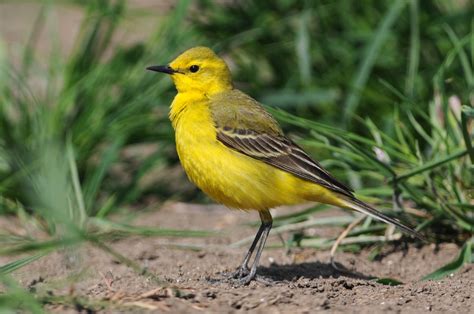 Details Yellow Wagtail Birdguides