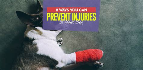 8 Ways To Prevent Injuries In Dogs Top Dog Tips