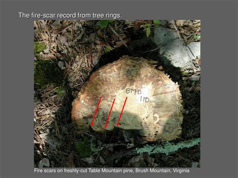 Ppt Fire History From Tree Rings Powerpoint Presentation Free
