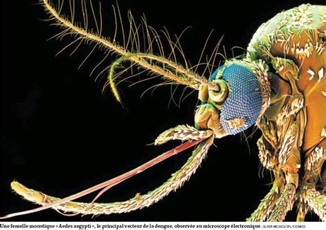 Transgenic Mosquitoes To Fight Dengue Fever The Turret