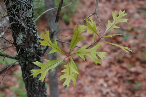 Turkey Oak Quercus Laevis
