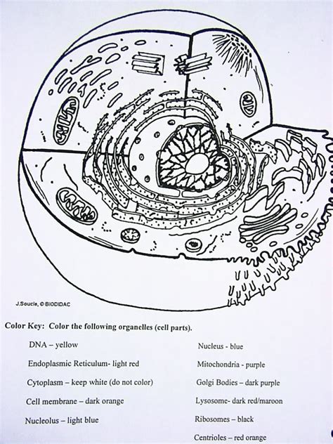 Plant animal cell coloring pages fascinating animal cell coloring from plant cell coloring worksheet key source baby toysfo you have all your materials an exploratory paper is not uncommon in businesses when they will have. Anatomy And Physiology Coloring Pages Free - Coloring Home