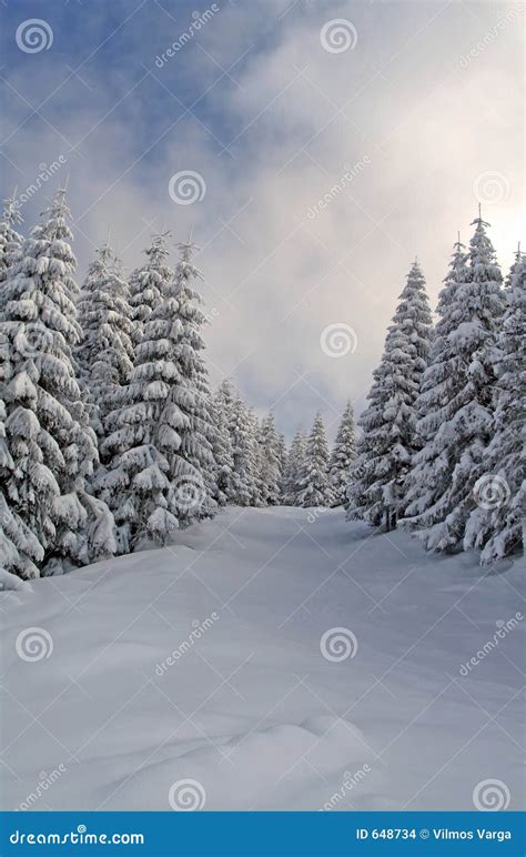 Snowy Woods Stock Photo Image Of Slope Tree Nature Sport 648734