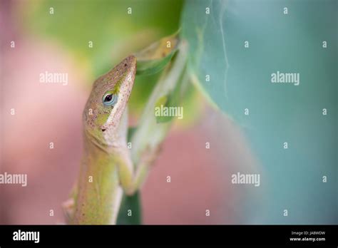 A Green Anole Anolis Carolinensis Looking Right At The Camera