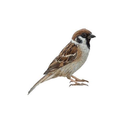 Photo Clipart House Sparrow Png Photo Hd Photos Png Images Photo