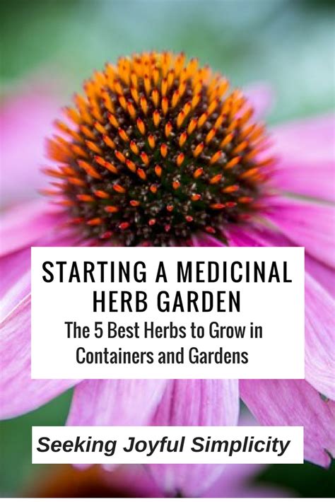 Starting Your Medicinal Herb Garden The 5 Best Medicinal