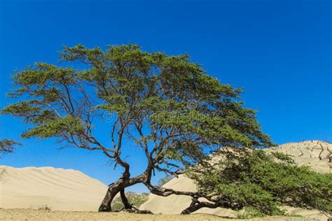 Green Tree In Sand Desert Stock Photo Image Of Remote 94524742