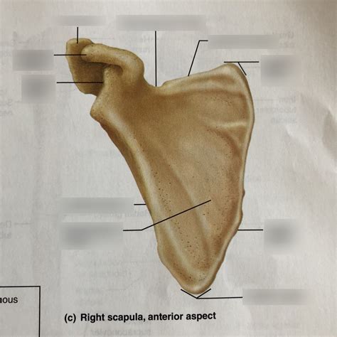 Right Scapula Anterior Aspect Diagram Quizlet
