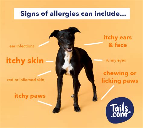Does My Dog Have A Food Allergy