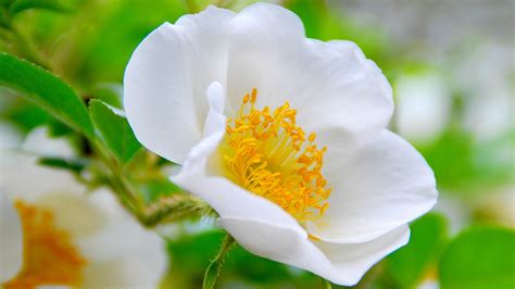 Cherokee Rose Flower for Desktop Background in HD - HD Wallpapers ...