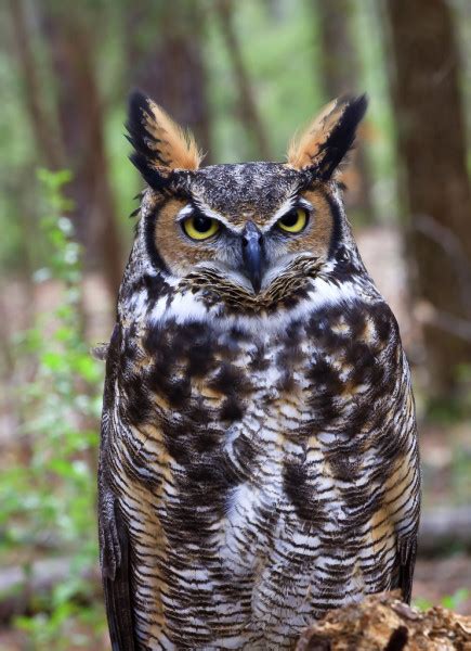 Great Horned Owl Full View Stock Photo By ©jilllang 7999942