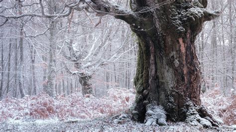 Tree Trunk During Winter 4k Hd Winter Wallpapers Hd Wallpapers Id