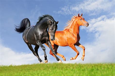 Horses Running In A Field Hd Wallpaper Background Image
