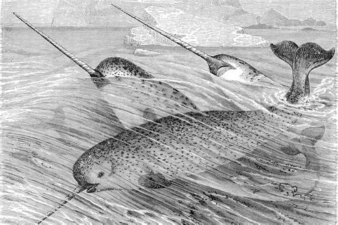 The Enduring Mysteries Of The Narwhals Tusk Jstor Daily
