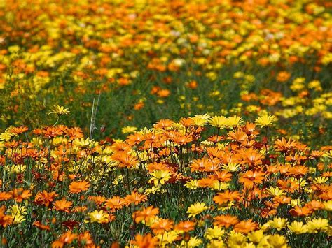 Orange And Yellow Flowers In Texas Wildflower Wednesday Hello