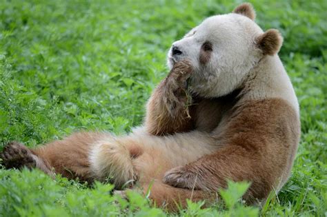 Große Pandas Wälzen Sich In Pferdemist Ethologisch