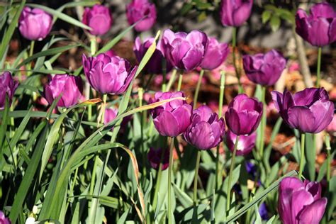 Purple Tulip Free Stock Photo Public Domain Pictures