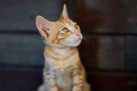 Close Up Photo Of Orange Tabby Cat · Free Stock Photo