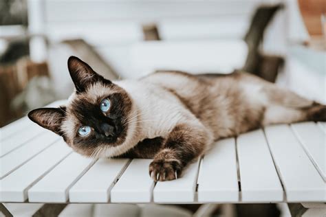 A Comprehensive Guide To The Siamese Cat Breed Pettingbee