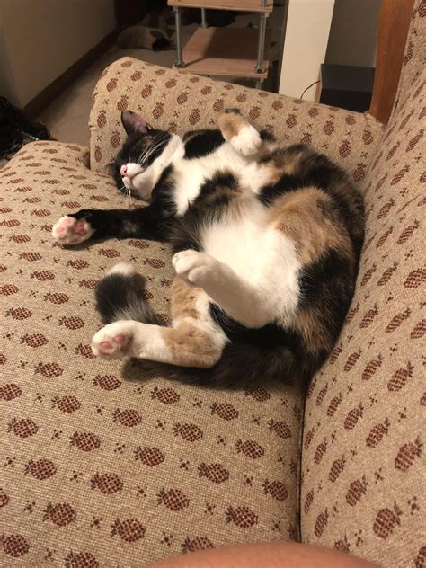 My Silly Girl Passed Out On The Sofa Calico Cat Cute Cats And